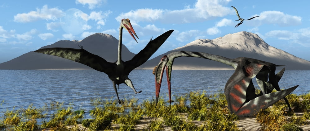 Gigantic Quetzalcoatlus pterosaurs Canvas Art - Mark StevensonStocktrek Images (43 x 19)
