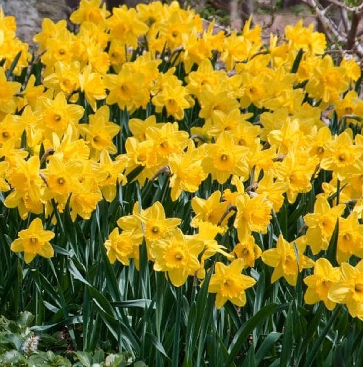 Gigantic Star Daffodil, Holland Bulb Farms