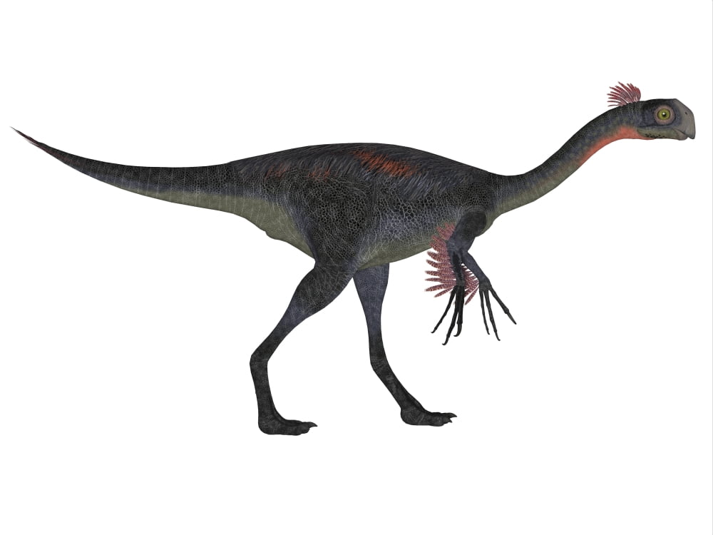 Gigantoraptor dinosaur on white background Canvas Art - Corey FordStocktrek Images (16 x 12)