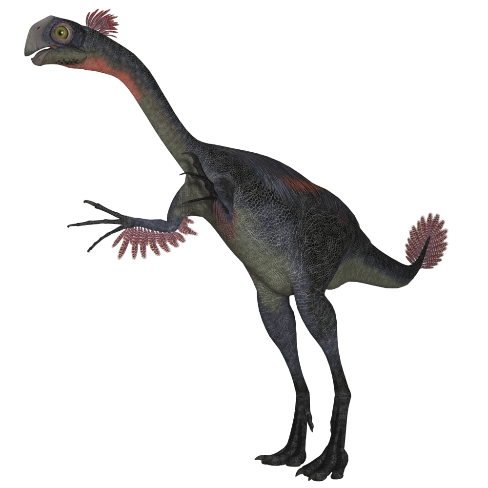 Gigantoraptor dinosaur on white background Canvas Art - Corey FordStocktrek Images (28 x 28)
