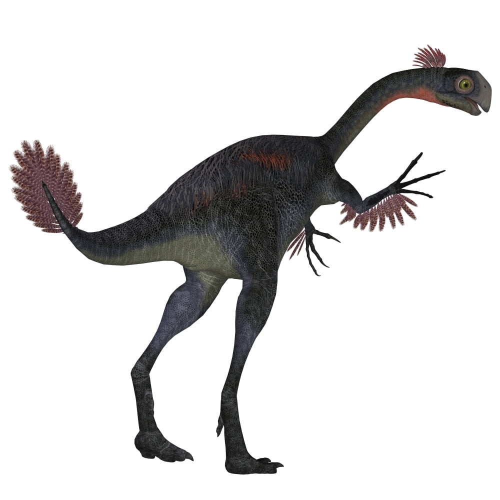 Gigantoraptor dinosaur on white background Canvas Art - Corey FordStocktrek Images (28 x 28)