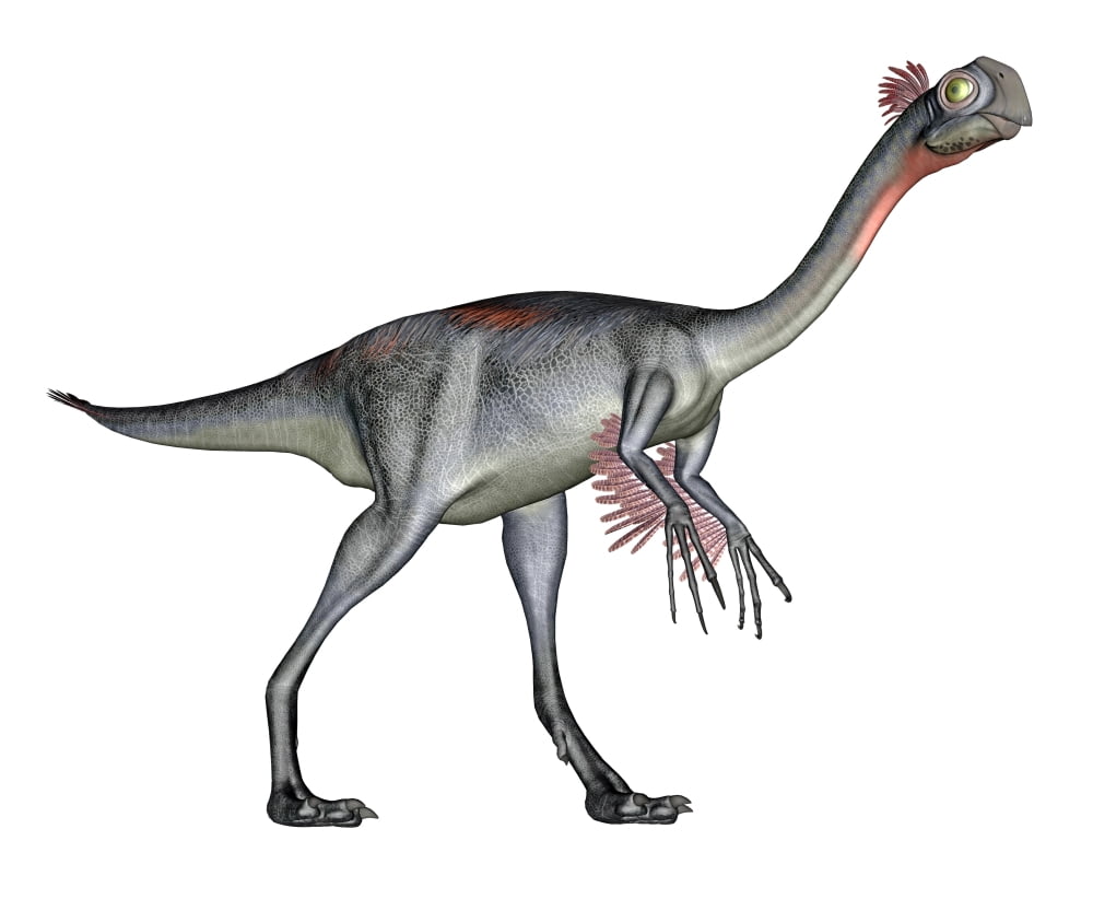 Gigantoraptor dinosaur white background Canvas Art - Elena DuvernayStocktrek Images (16 x 13)
