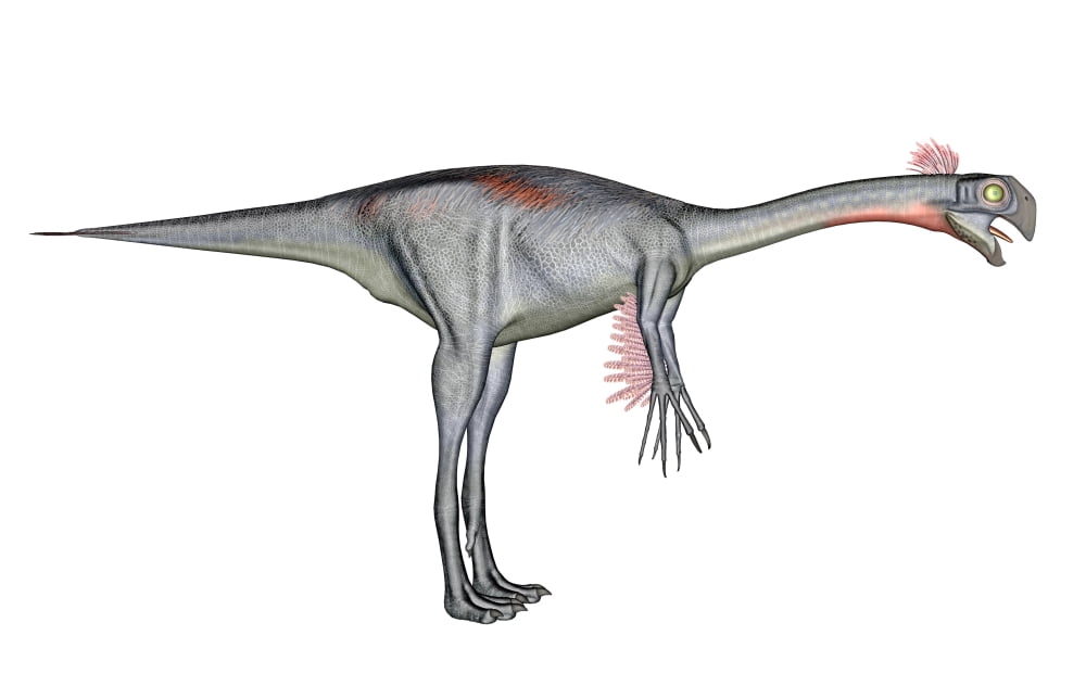 Gigantoraptor dinosaur white background Canvas Art - Elena DuvernayStocktrek Images (18 x 12)