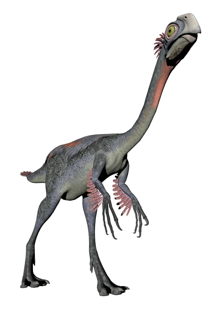 Gigantoraptor dinosaur white background Canvas Art - Elena DuvernayStocktrek Images (24 x 34)