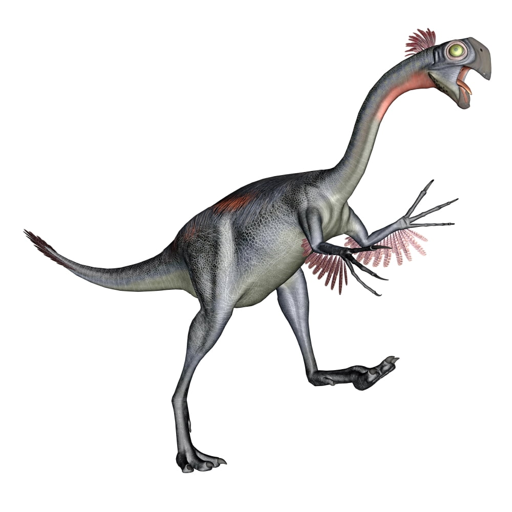 Gigantoraptor dinosaur white background Canvas Art - Elena DuvernayStocktrek Images (28 x 28)