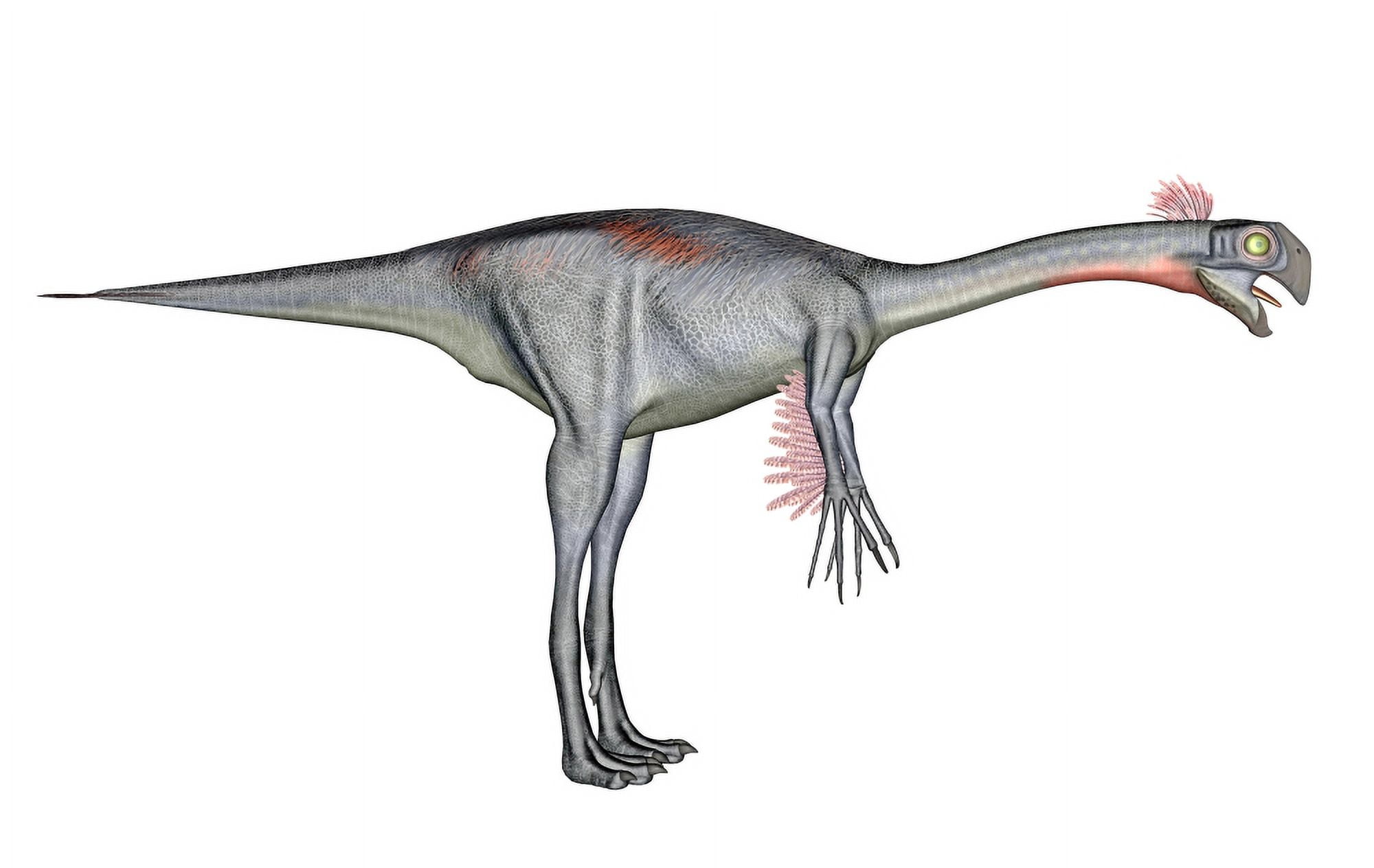 Gigantoraptor dinosaur white background Canvas Art - Elena DuvernayStocktrek Images (36 x 23)