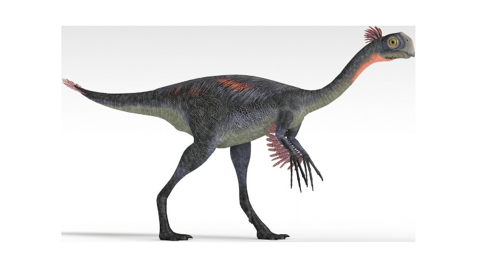Gigantoraptor dinosaur white background Canvas Art - Kostyantyn IvanyshenStocktrek Images (19 x 11)