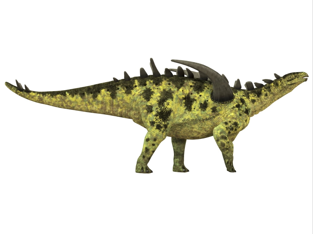 Gigantspinosaurus dinosaur white background Canvas Art - Corey FordStocktrek Images (33 x 25)