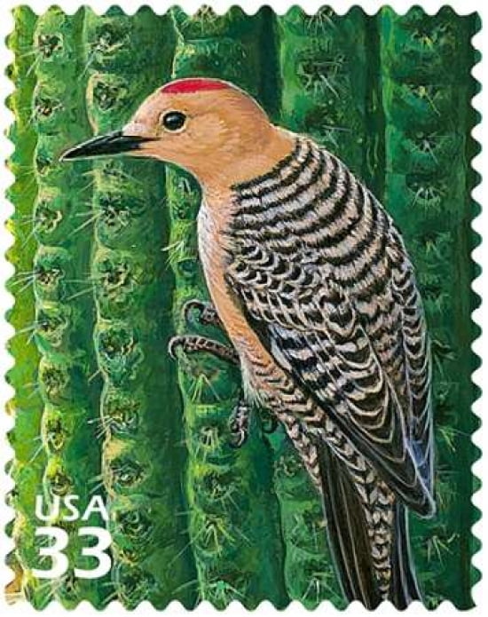 Gila Woodpecker Canvas Art - US POSTAL SERVICE (22 x 28)