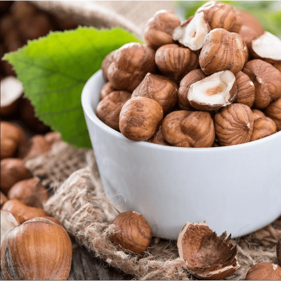 Gilbert Nut Tree Plant Live for Planting, Pecan Trees for Growing, Hazelnut Filbert Tree Nut Tree Seedling, 3-5 Inch Tall
