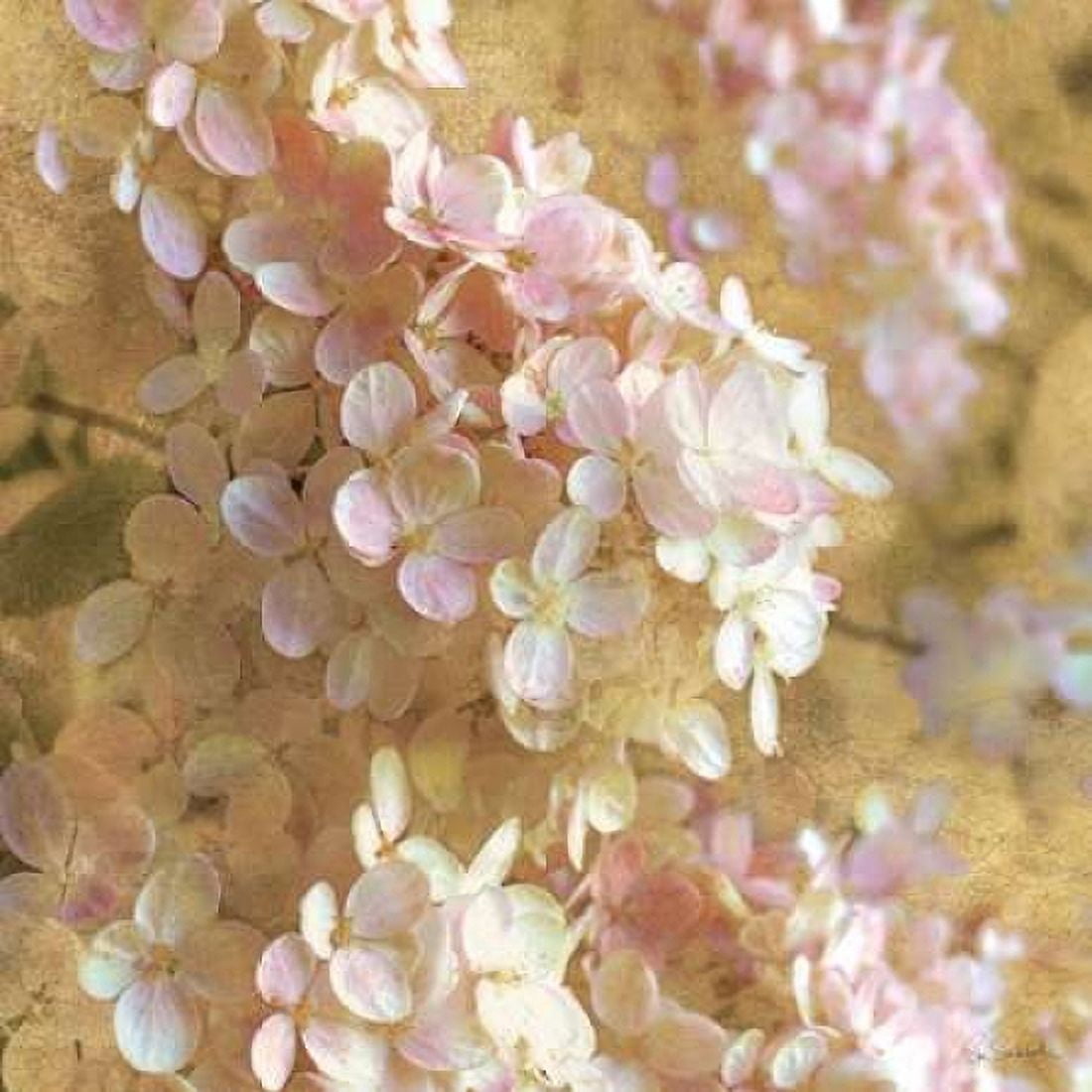 Gilded Hydrangea I Canvas Art - Sue Schlabach (24 x 24)