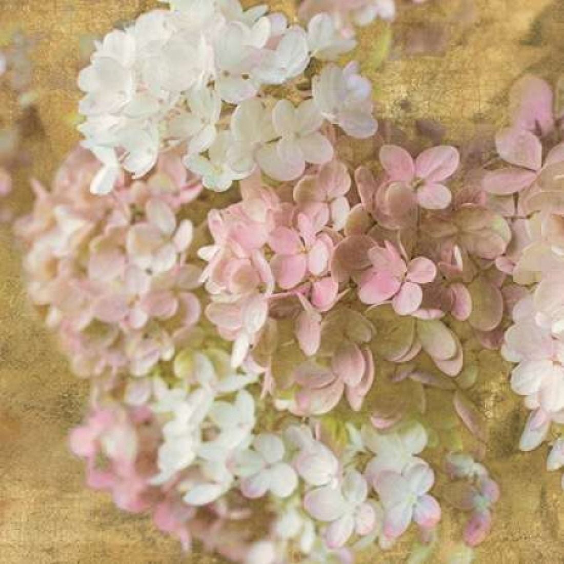 Gilded Hydrangea II Canvas Art - Sue Schlabach (24 x 24)
