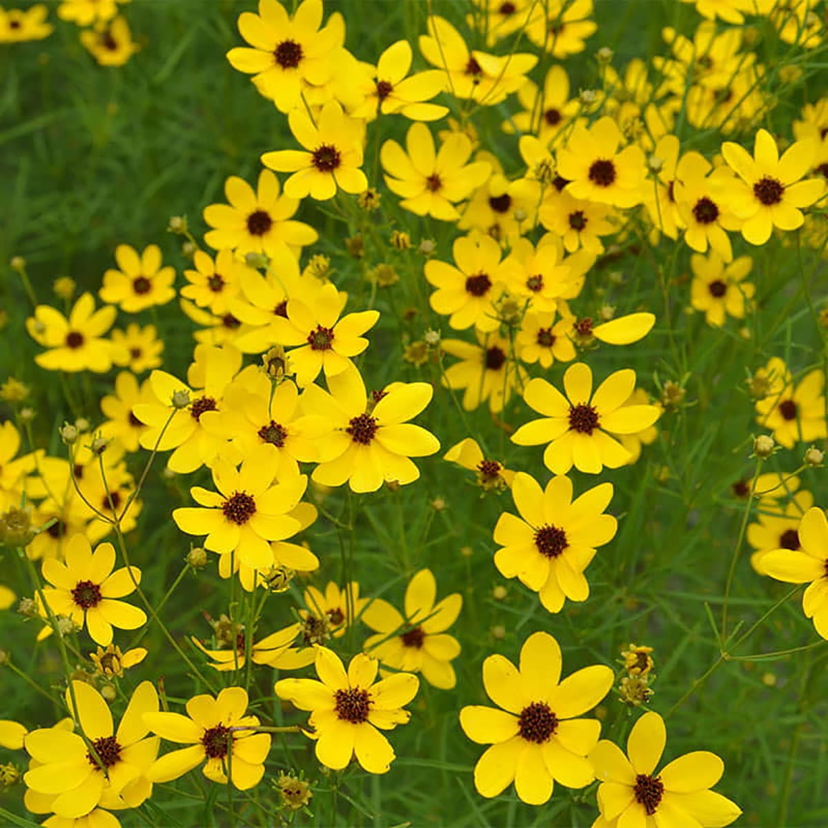 Hirt's Gardens Gilded Lace Coreopsis Tickseed, Sun Perennial, Gallon ...