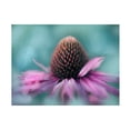 thumbnail image 1 of Gillian Hunt 'Sing to the Sun I' Canvas Art, 1 of 1