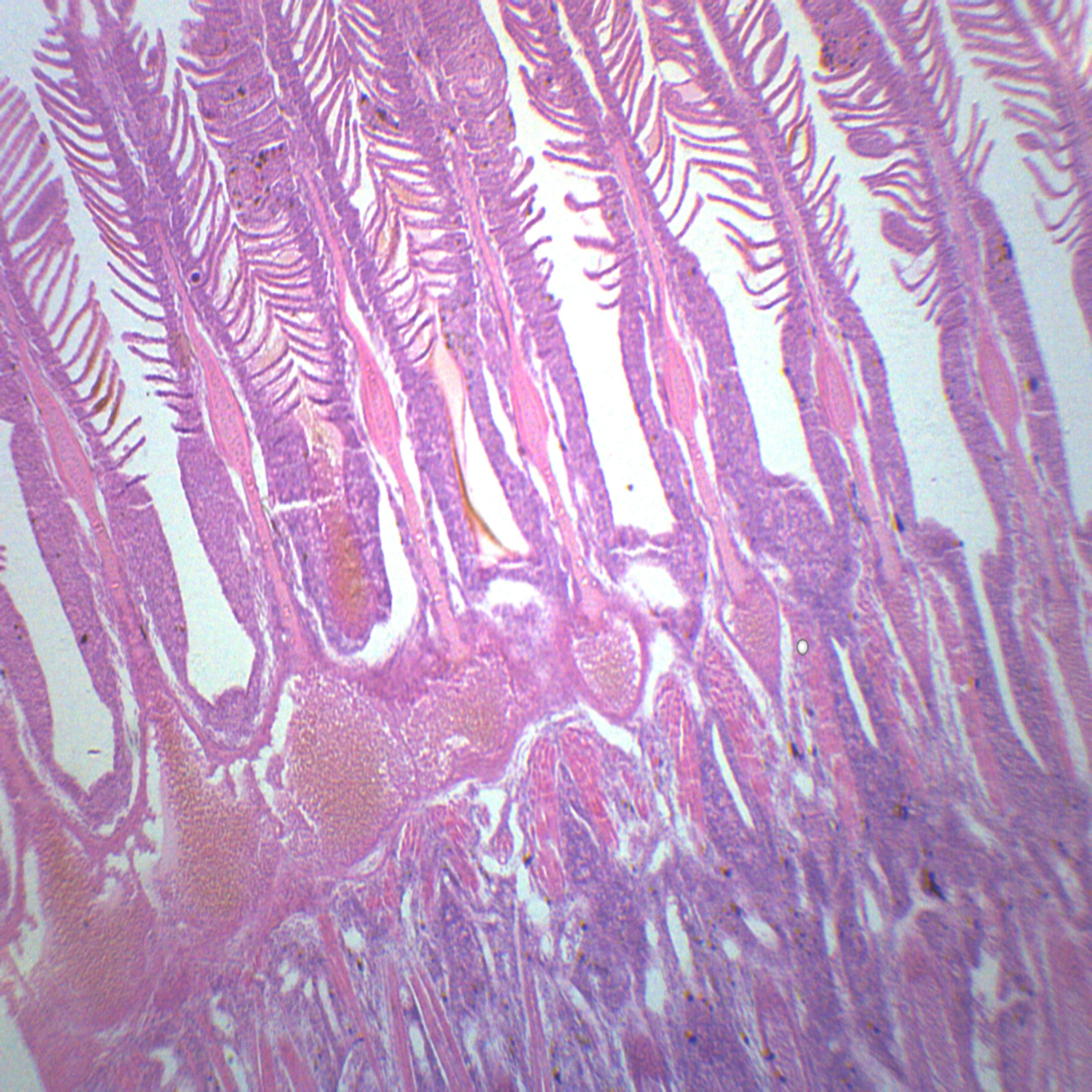Gills of Freshwater Fish - Prepared Microscope Slide - 75 x 25mm ...