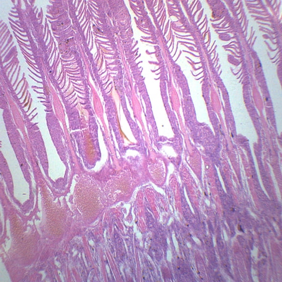 Gills of Freshwater Fish - Prepared Microscope Slide - 75 x 25mm - Biology & Microscopy - Eisco Labs