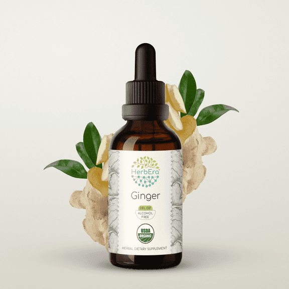 HerbEra Ginger Tincture, Organic Herbal Dietary Supplement for Digestive Support, Certified Organic Ginger (Zingiber officinale) Dried Root Extract, Natural, Alcohol-Free, Drops 2 oz