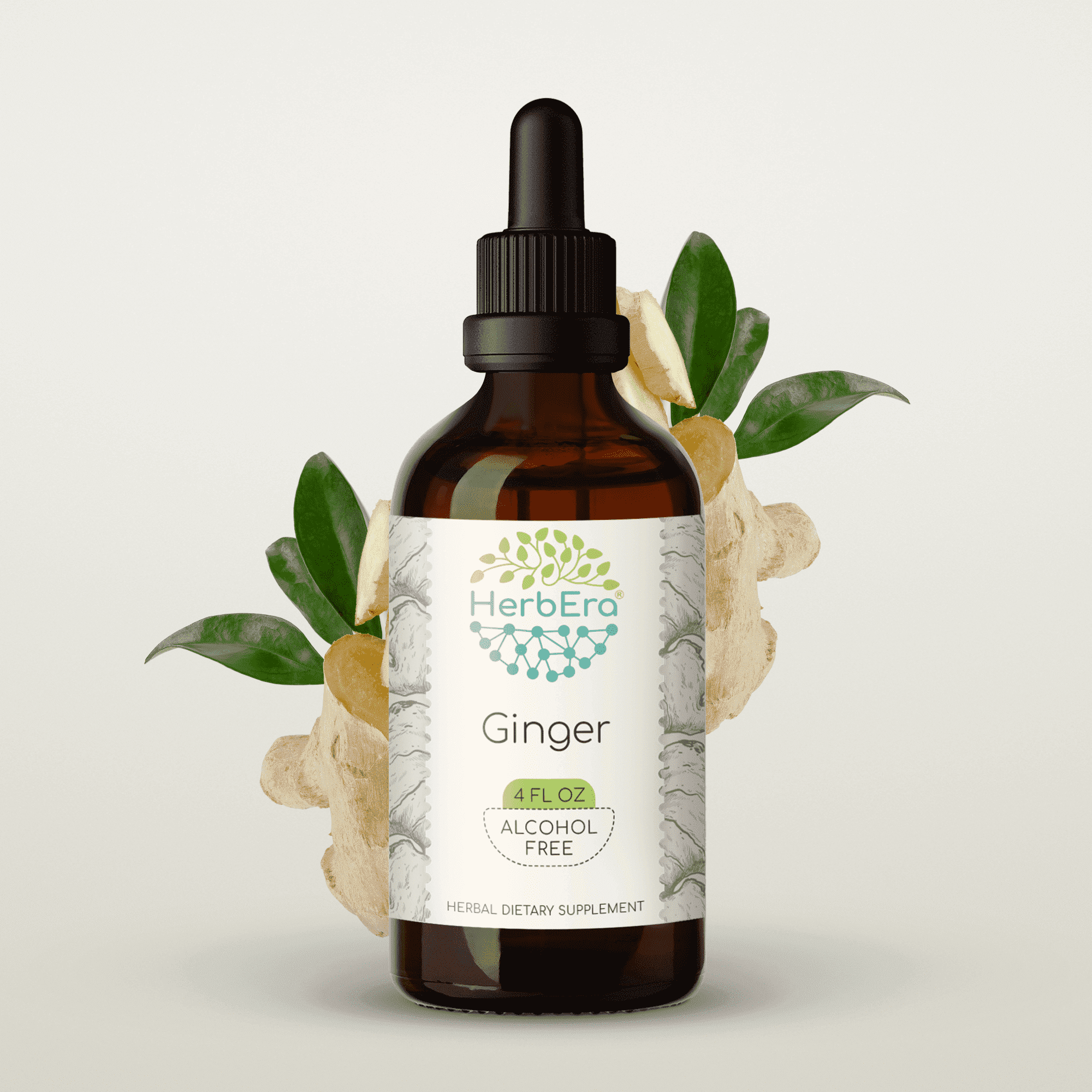 HerbEra Ginger Tincture, Herbal Dietary Supplement for Digestive Support, Ginger (Zingiber officinale) Dried Root Extract, Natural, Alcohol-Free, Drops 4 oz