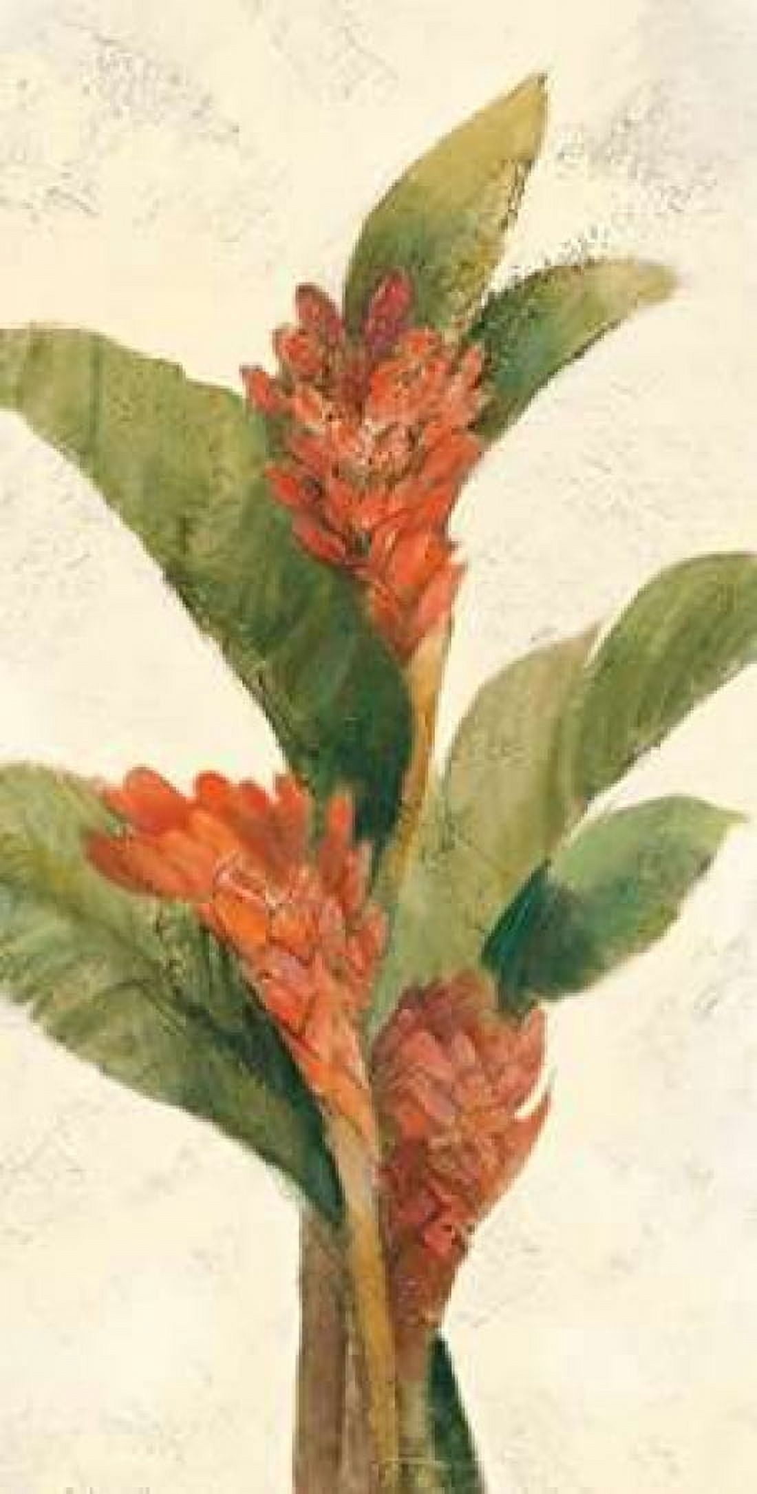 Ginger Blossom on White Canvas Art - Albena Hristova (24 x 48)