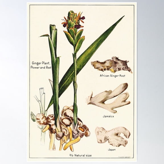 Ginger Plant Flower Vintage Botanical Poster Wall Art UNFRAMED PAPER POSTER, Home Decor