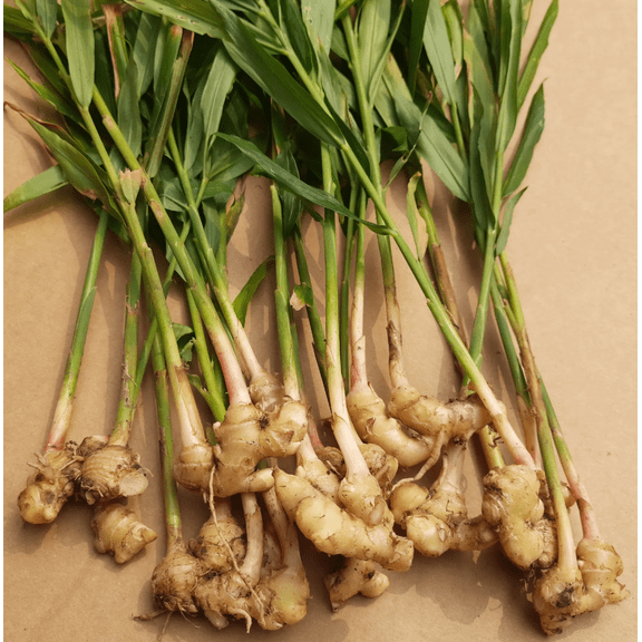 Ginger Zingiber Plant Live for Planting, 4 to 8 Inch Tall Zingiber Officnale Plant, Ginger Plants Outdoor Garden Planting, No Pot