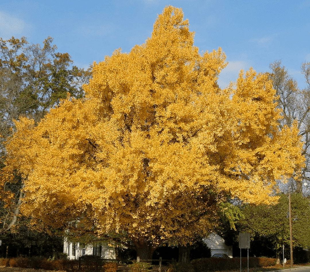 Gingko Biloba 'Maidenhair Tree' Plant in a 3.5 inch PotThe Most