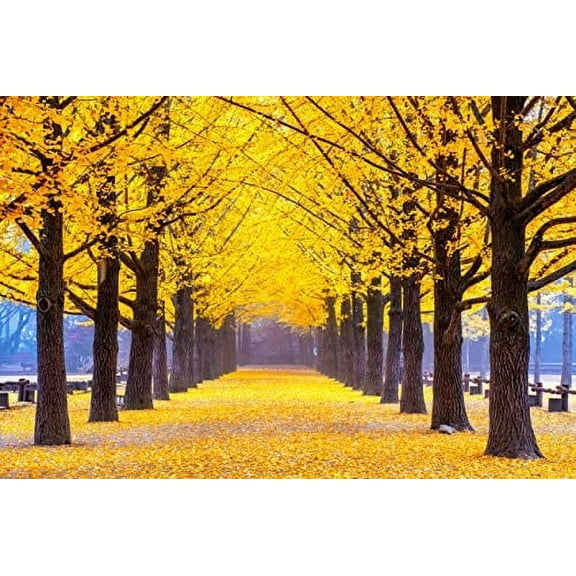 Gingko Biloba Tree Seeds to Plant - 5 Seeds - Edible Leaves Promote Memory and Vigor - Ginko Seeds