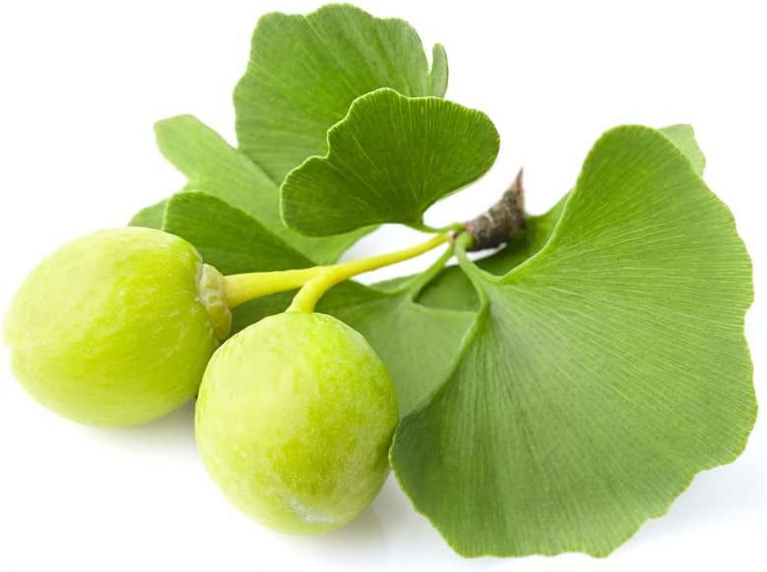 Gingko Biloba Tree Seeds to Plant 6 Seeds Edible Leaves Promote