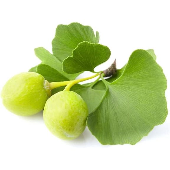 Gingko Biloba Tree Seeds to Plant - 6 Seeds - Edible Leaves Promote Memory and Vigor - Ginko Seeds