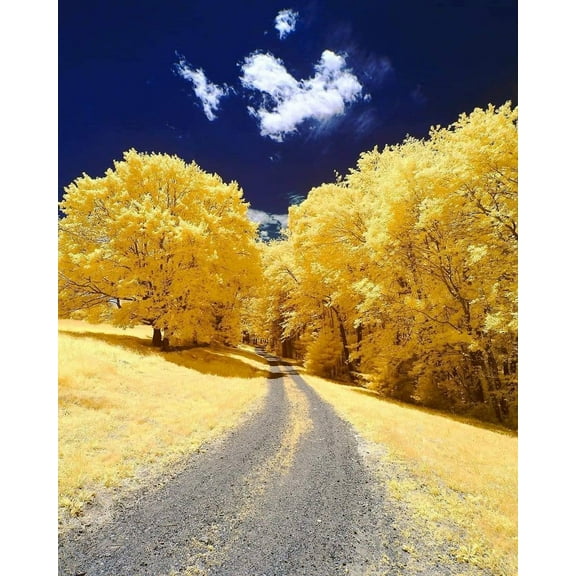 Gingko Biloba Tree Seeds to Plant - Edible Leaves Promote Memory and Vigor - Ginko Seeds (5 Seeds)