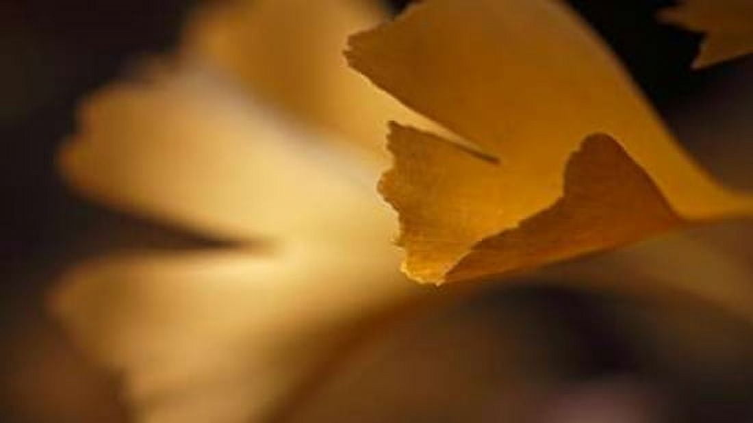 Gingko Leaves I Canvas Art - Rita Crane (12 x 18)