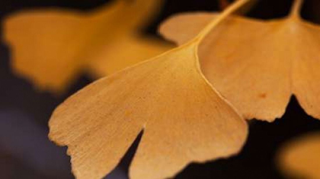 Gingko Leaves II Canvas Art - Rita Crane (12 x 18)