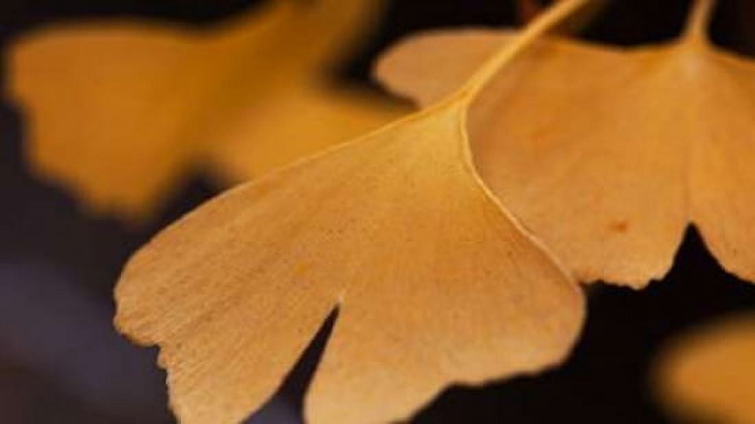 Gingko Leaves II Canvas Art - Rita Crane (24 x 36)
