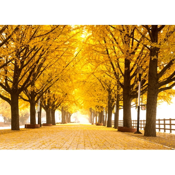 Gingko Live Tree Seedlings | No Ship to California | Ginko Trees (1 Seedling)