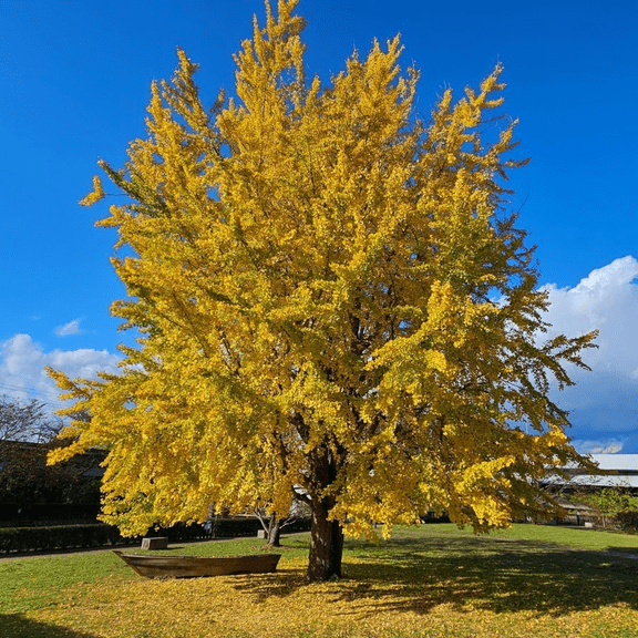 Ginkgo Biloba Maidenhair Tree Live Plant, Vibrant Golden Yellow Fall Foliage, Ginkgo Tree, 6-12"Tall 4"Pot, No Ship OR, Dormant in Winter