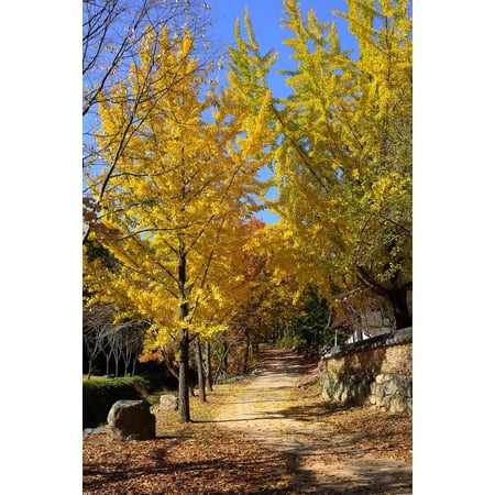 Ginkgo Biloba Tree ( Maidenhair ) - Live Plant - ( 2.5 QT )
