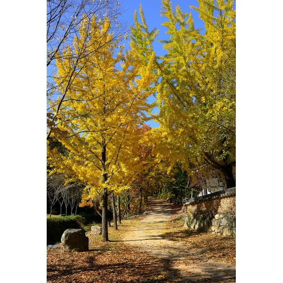 Ginkgo Biloba Tree ( Maidenhair ) - Live Plant - ( 2.5 QT )