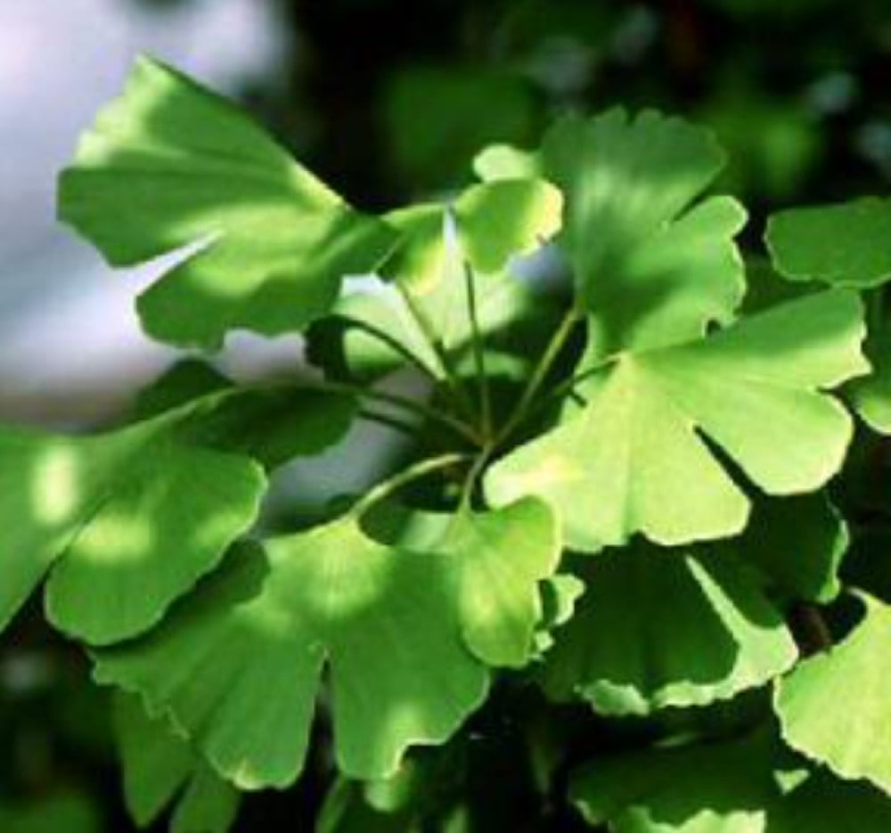 Ginkgo Bonsai Tree (ginkgo Biloba) Outdoor Bonsai Plant - Walmart.com
