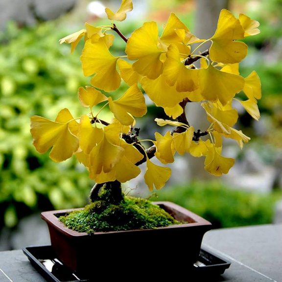 Ginkgo Plant Live, In 4" Pot, Tree Live Plant For Growing