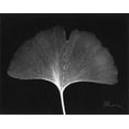 thumbnail image 1 of Ginkgo Single Leaf  Close Up on Black Poster Print by Albert Koetsier (20 x 24), 1 of 1