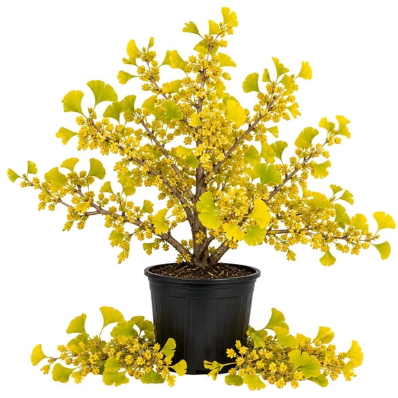 Ginkgo Tree Live Plant, Yellow Leaves, Hardy Ginkgo Tree, 8-10" Tall in Quart Pot for Planting