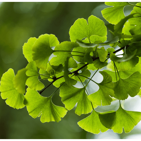 Ginkgo Tree Live for Planting, Maidenhair Tree for Outdoor Garden 6 to 8 Inch Tall in 4 Inch Pot