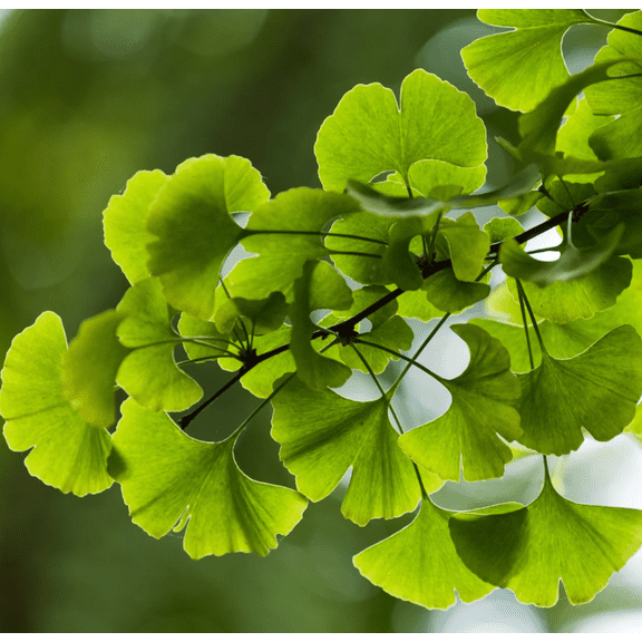 Ginkgo Tree Live for Planting, Maidenhair Tree for Outdoor Garden 6 to 8 Inch Tall in 4 Inch Pot