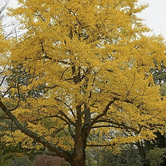 Ginkgo Tree Plant, Outdoor Garden, 6'' Tall in Quart Pot
