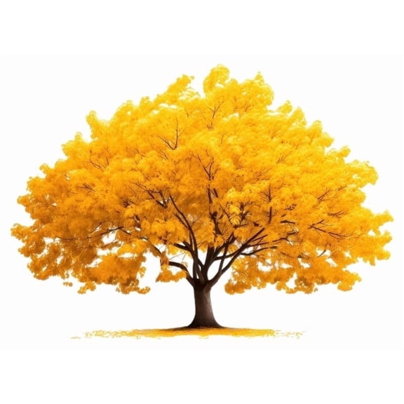 Ginkgo Tree 2 Gallon Potted, Fan-Shaped Green Leaves, Hardy Deciduous Shade Tree, Zones 49