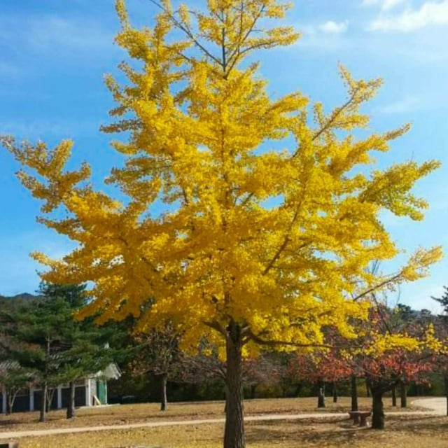 Ginko Biloba Tree Seeds to Plant - 6 Seeds - Edible Leaves Promote Memory
