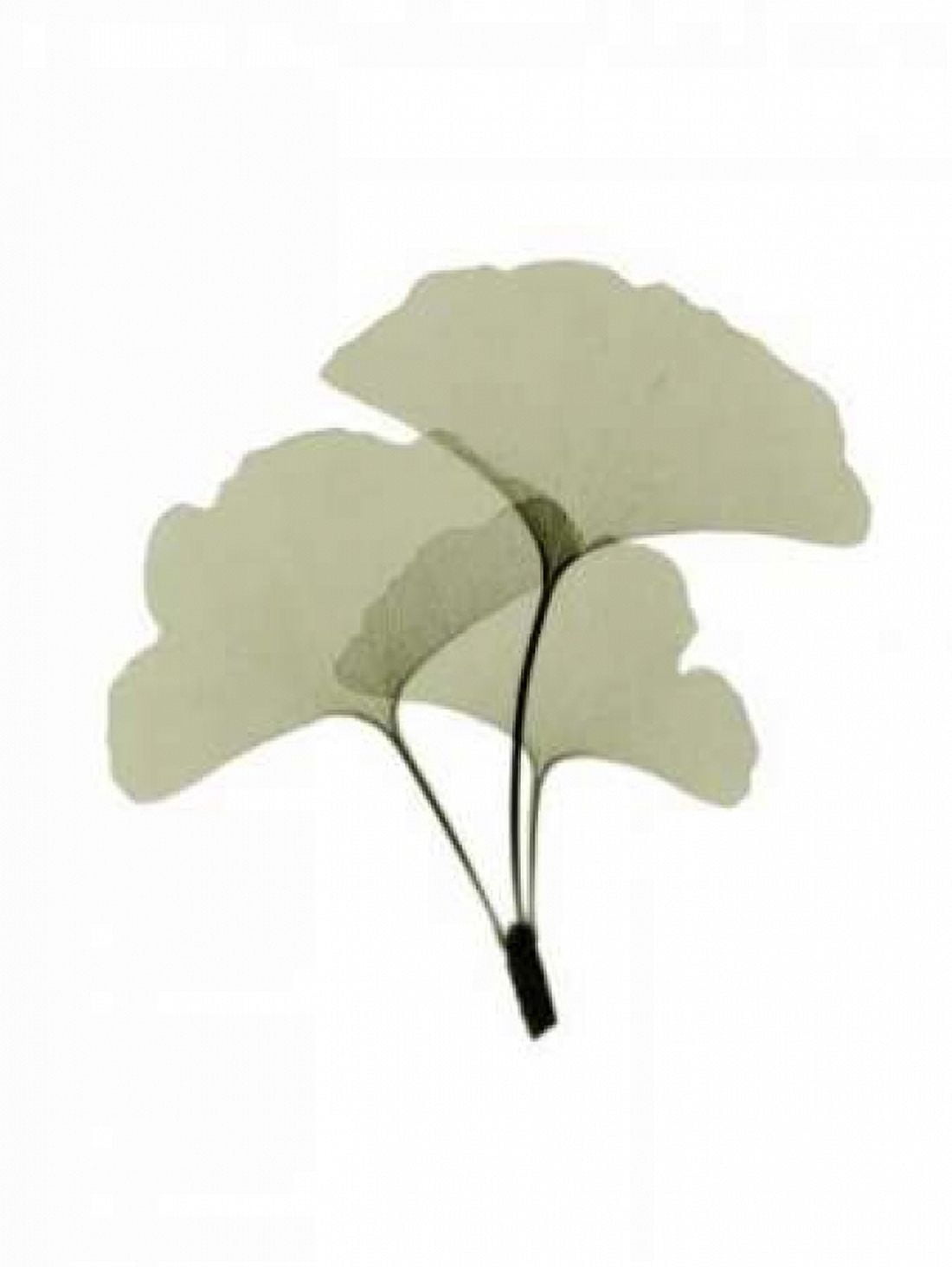 Ginko I Canvas Art - ACEE (18 x 24)