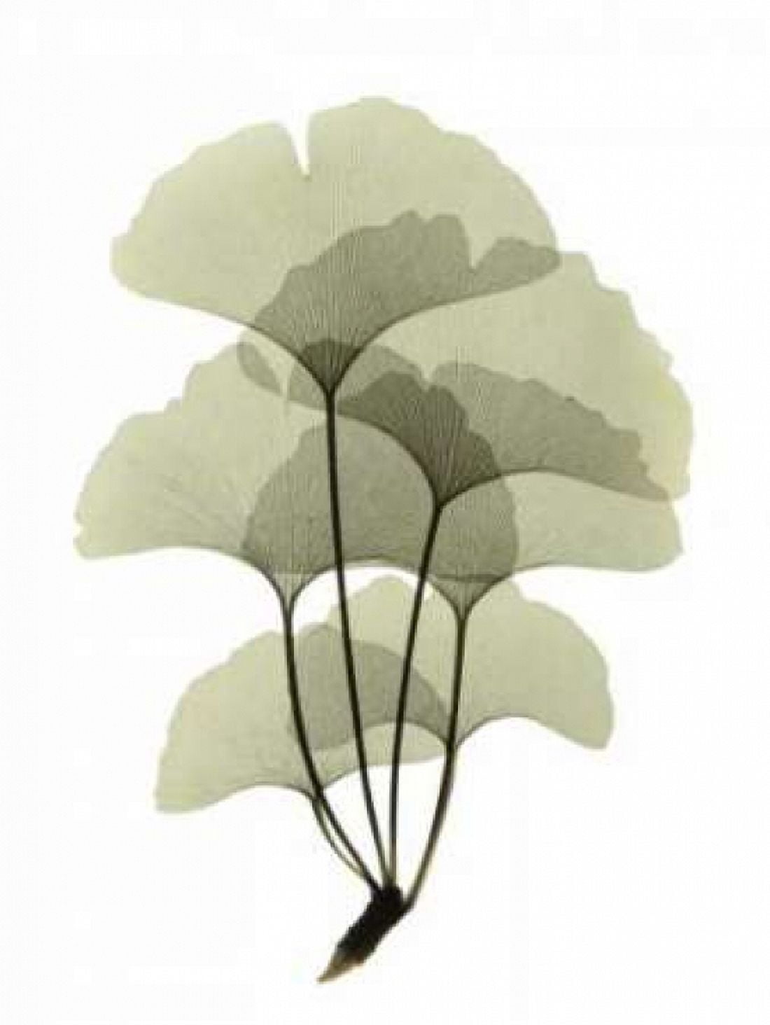 Ginko II Canvas Art - ACEE (18 x 24)