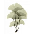 thumbnail image 1 of Ginko II Poster Print by  ACEE, 1 of 2