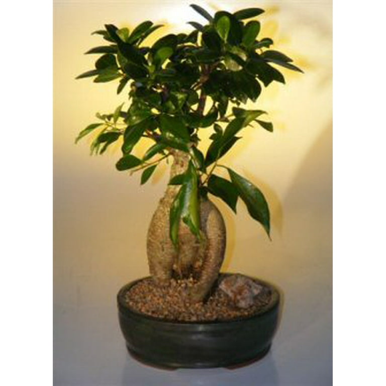 Ginseng Ficus Bonsai Tree - Large (Ficus Retusa) - Walmart.com
